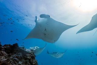 Lady Elliot Island Eco Resort Esterno foto