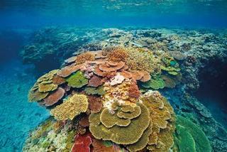 Lady Elliot Island Eco Resort Esterno foto
